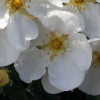 Potentilla fruticosa 'Abbotswood'